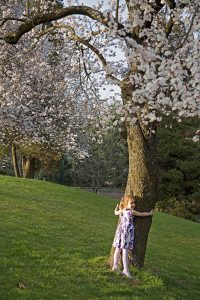 Cherry Tree Hugger